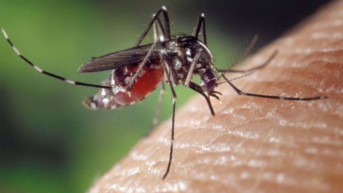 Deze zomer meer overlast van muggen dan vorig jaar