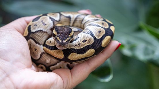 Twee ontsnapte slangen in korte tijd: welke reptielen en amfibieën mag je in Nederland houden? Home
