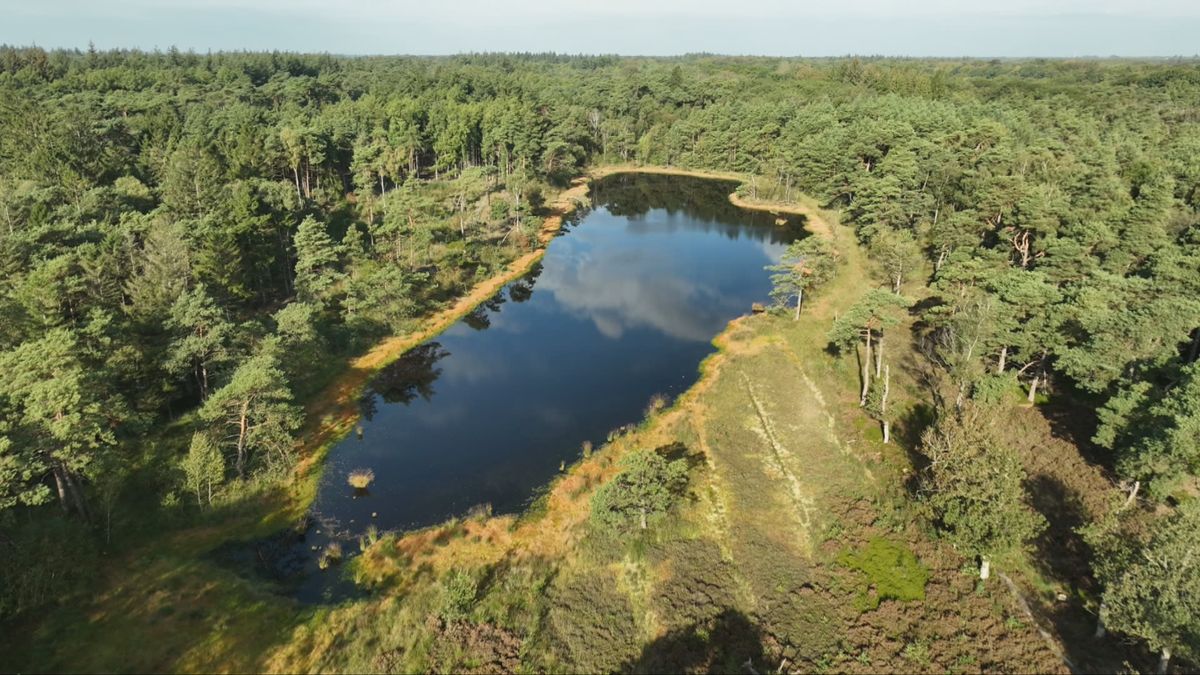 Bos van Beetsterzwaag terug naar oude staat: 