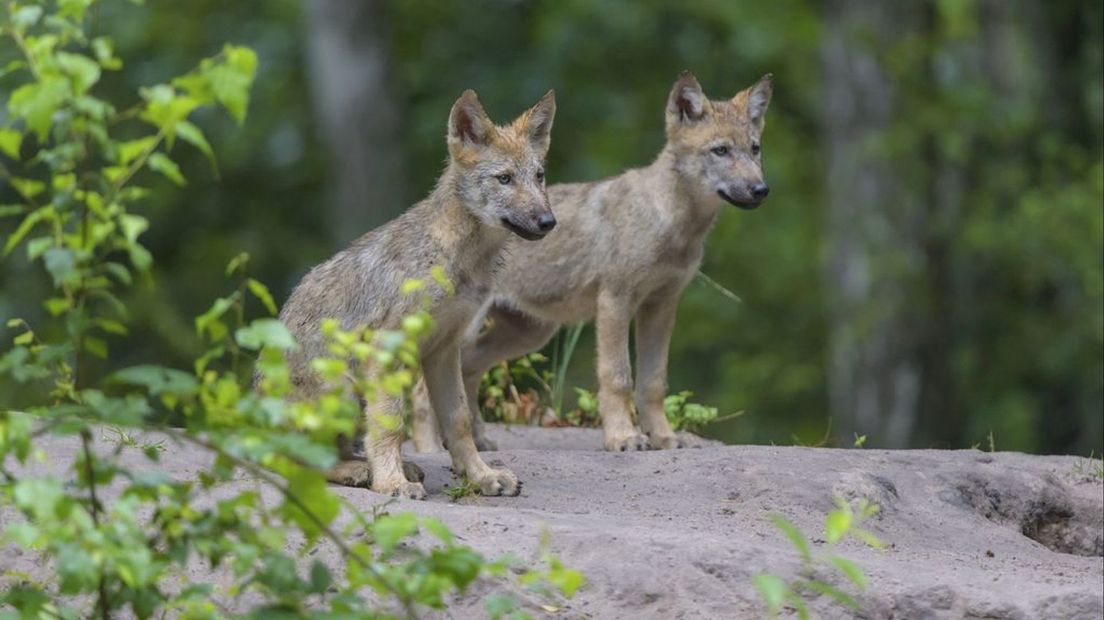Ter illustratie: wolvenwelpen in Duitsland.