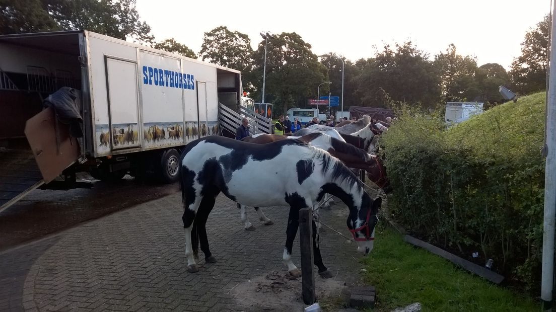 De eerste paarden zijn er (Rechten: RTV Drenthe/Frits Emmelkamp)