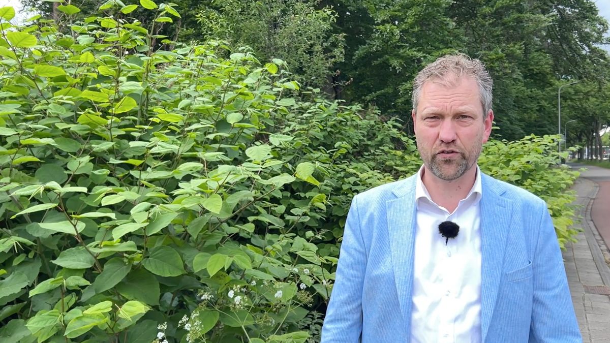 Varkens, bladvlo, of Zwolse methode: Hoe pakt Enschede dit probleem aan?