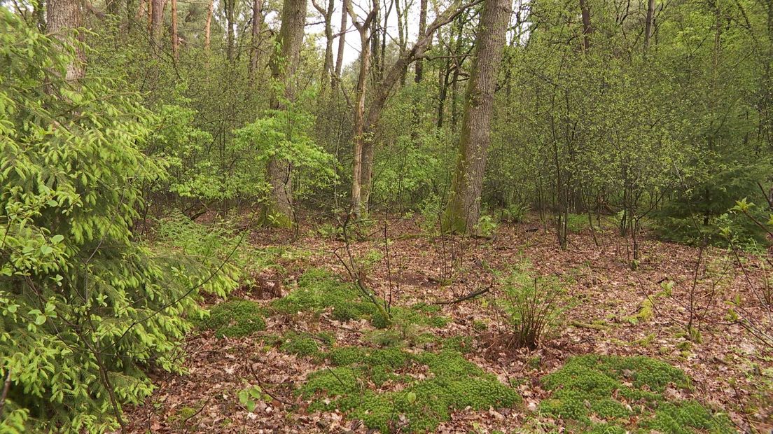 De overblijfselen van een raatakker in het Dwingelderveld
