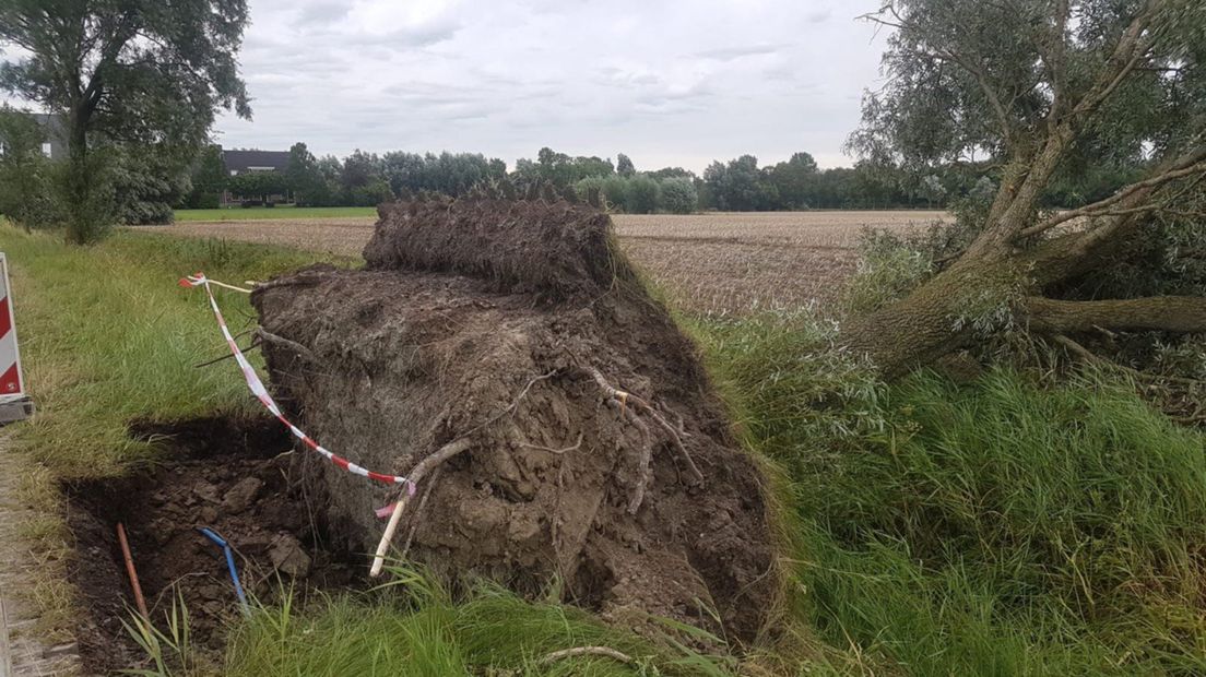 Een omgewaaide boom inWesternieland