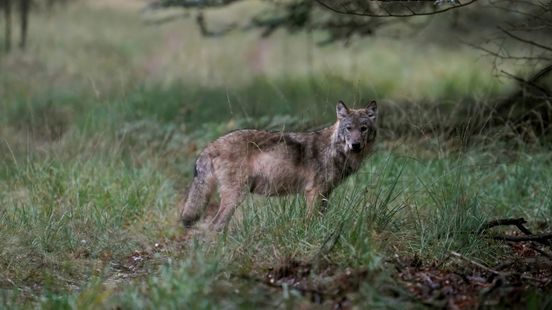 Foto: Hond gebeten door mogelijk wolf, gemeente adviseert om hond niet los te laten lopen