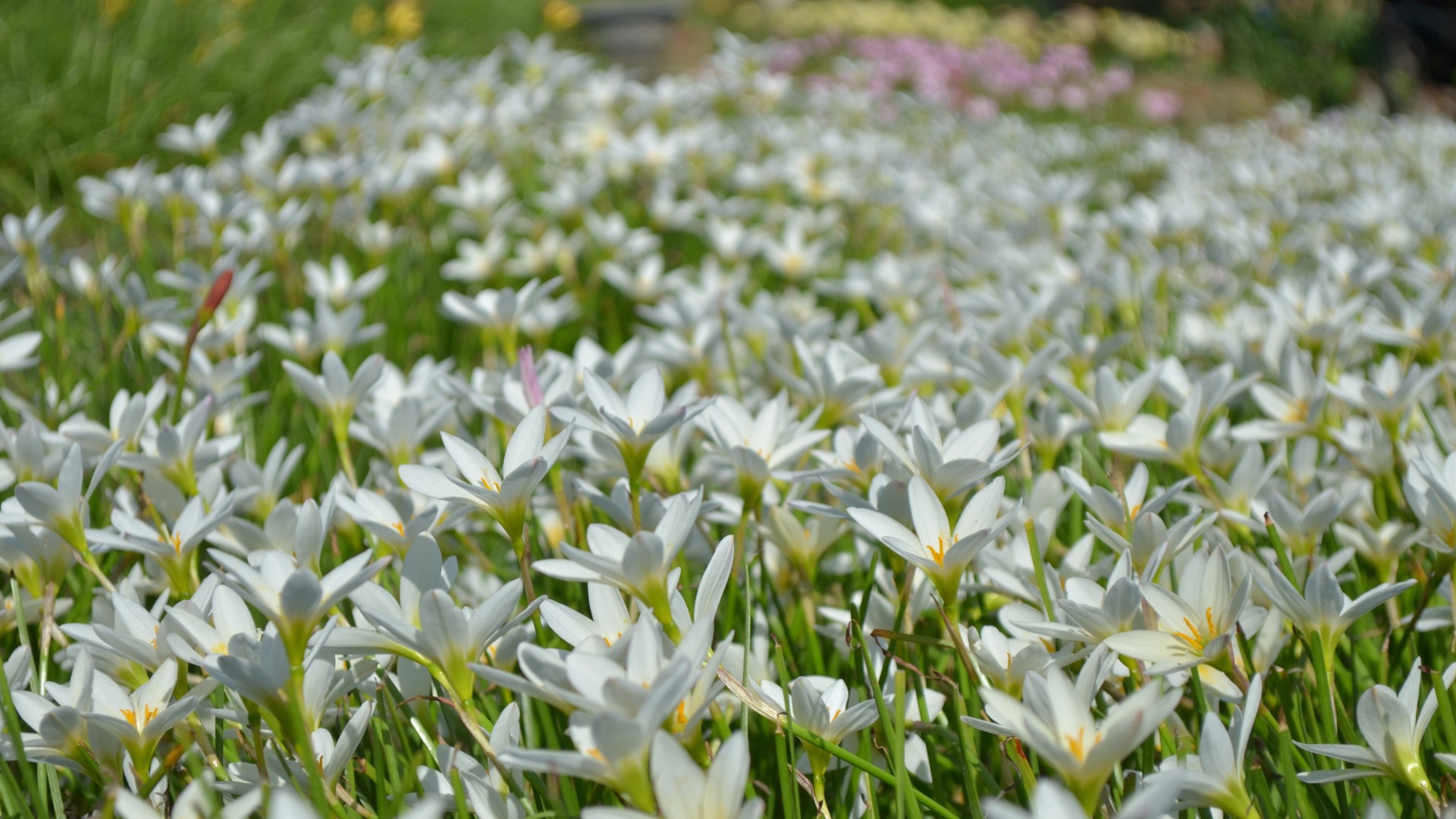 Spuitfrije sônen om soargen oer bestridingsmiddels yn blommetylt wei te nimmen