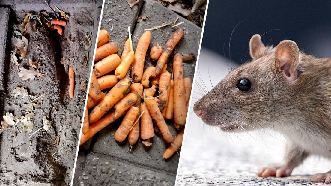 De rat had meerdere wortels verborgen in een ondergronds stelsel.