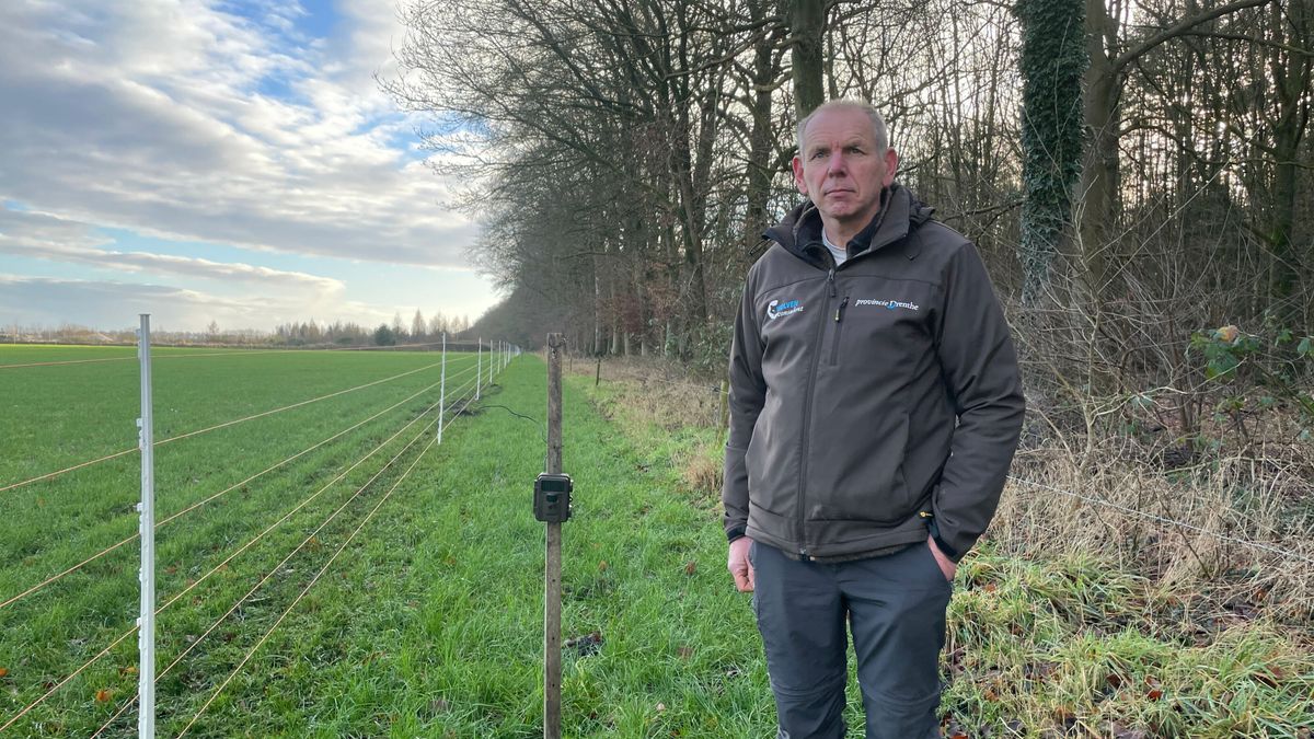 Zestig dode schapen rond Grolloo, wolvenconsulent waarschuwt voor meer aanvallen