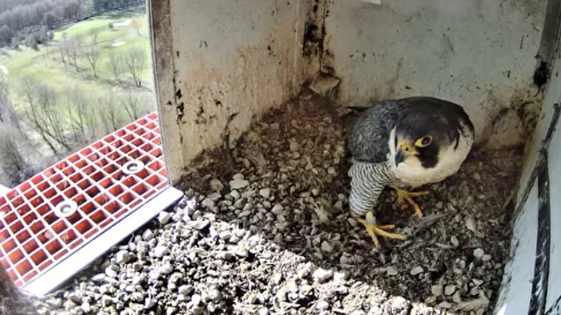 Honderden mensen kijken uit naar eerste ei bij slechtvalken in Axel