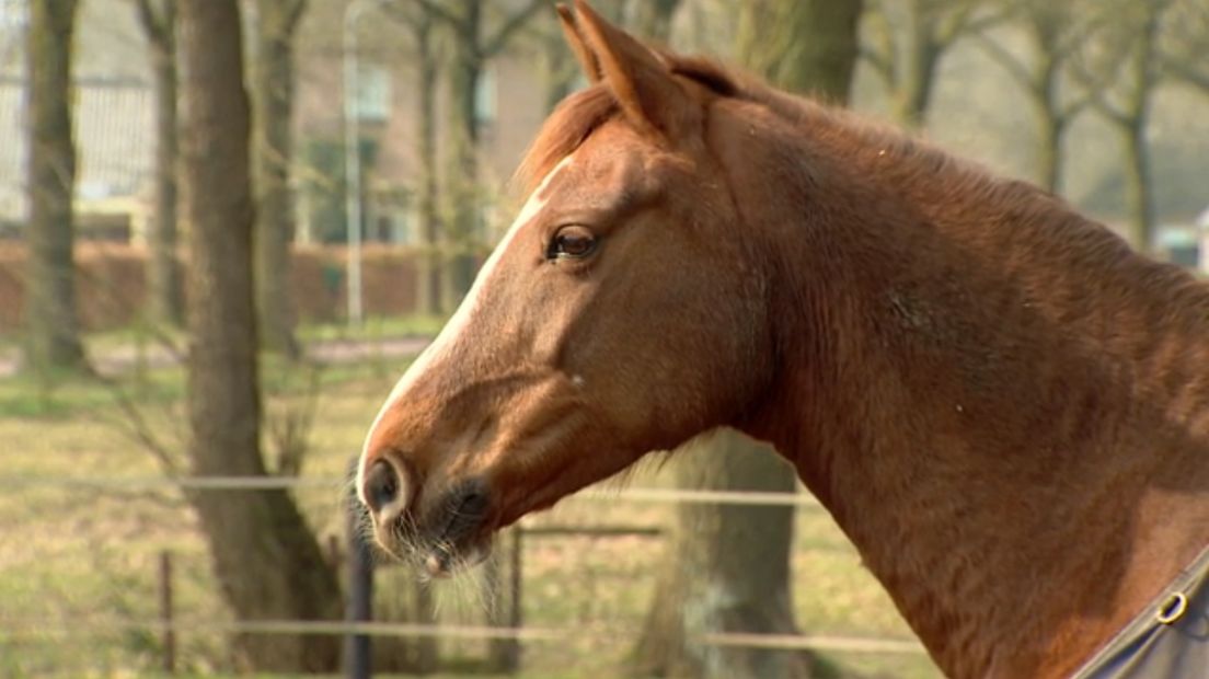 Een van de paarden heeft een inwendige wond aan zijn geslachtsdeel