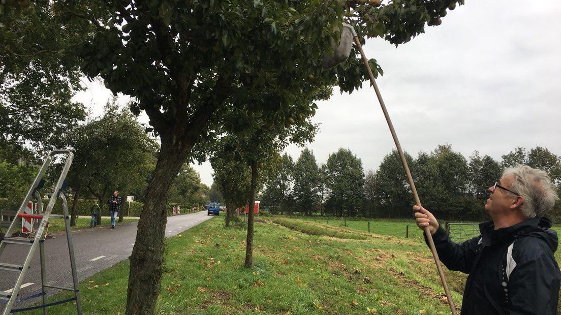 Met een speciale perenplukker worden peren hier geplukt  (Rechten: Petra Wijnsema/RTV Drenthe)