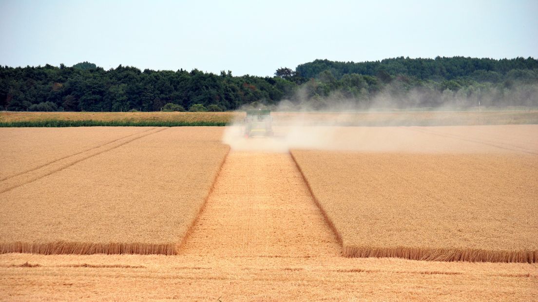 Oogsten van tarwe in Noord-Beveland