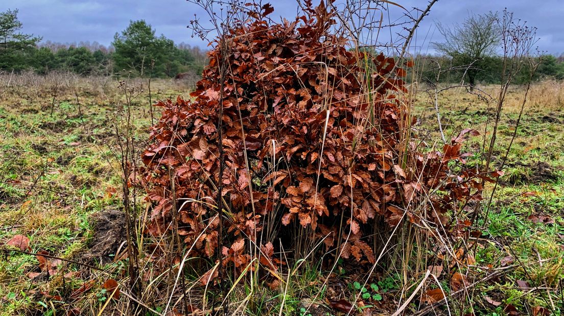 Sinds de jaren zeventig lopen er in natuurgebieden in ons land grote grazers rond. We zijn er inmiddels aan gewend. En de dieren ook aan ons. Ontmoetingen tussen mens en paard, koe of stier leiden dan ook vrijwel nooit tot ongelukken, maar soms gaat het toch mis. Vorige week zondag werd in het Brabantse natuurgebied De Maashorst een man op de hoorns genomen door een tauros. Hij raakte zwaargewond. En dat roept de vraag op wat de aanwezigheid van die grote grazers betekent voor onze veiligheid. En wat kunnen we doen om confrontaties met deze krachtpatsers te voorkomen?