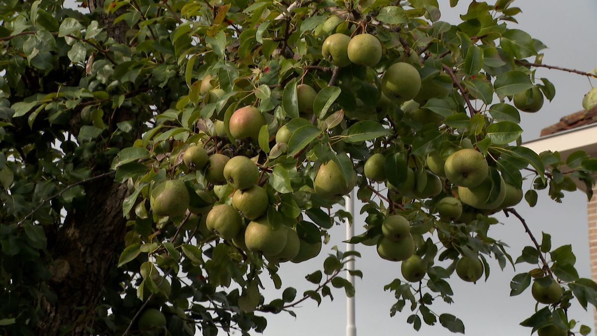 Burghse perenveiling nu officieel erfgoed: 'Een emmertje voor mezelf en de rest gaat naar de voedsel