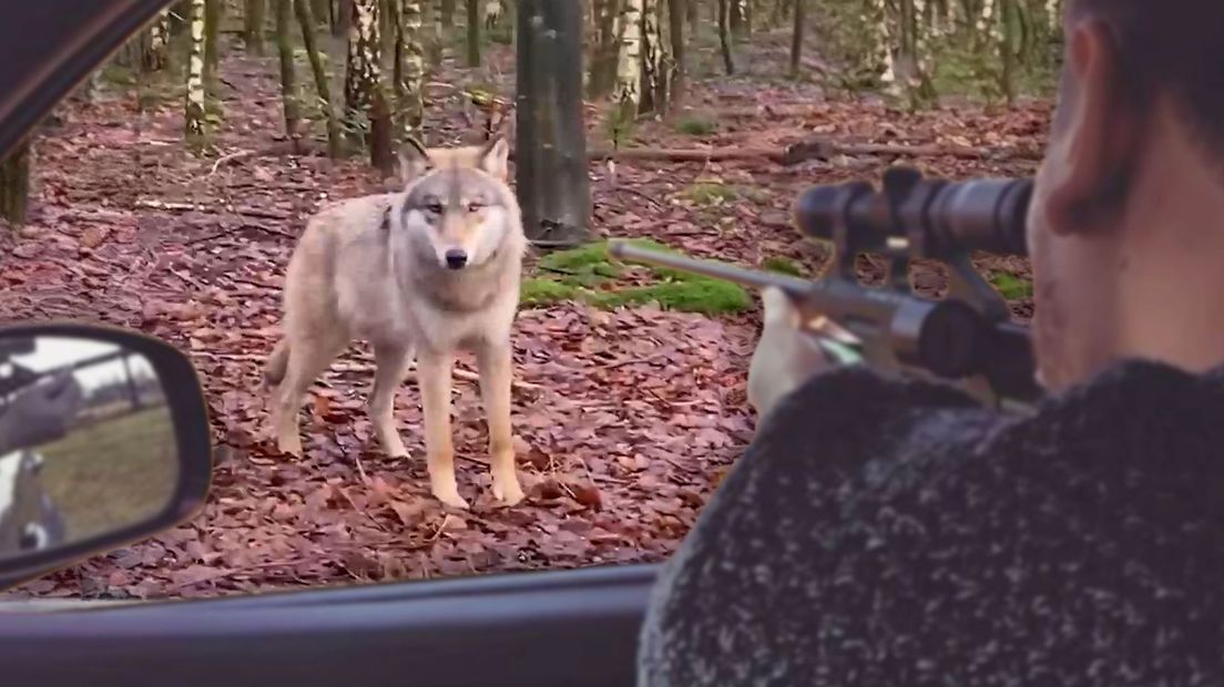 Hier zie je de wolf in Ermelo bij een auto. De jager is ter illustratie toegevoegd.