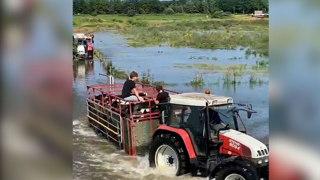 Boer Bart Lubbers uit Westervoort bracht zijn koeien uit voorzorg naar veiligere weiden