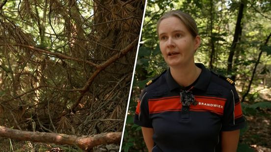 Natuurbranden voorkomen door bomen te vervangen, Ede doet het