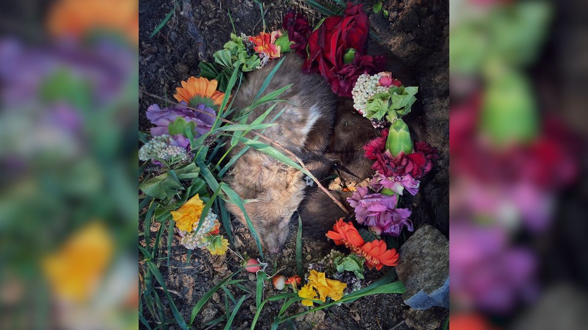 Dode steenmarter met bloemenkrans gevonden, dit gebeurt met kadavers