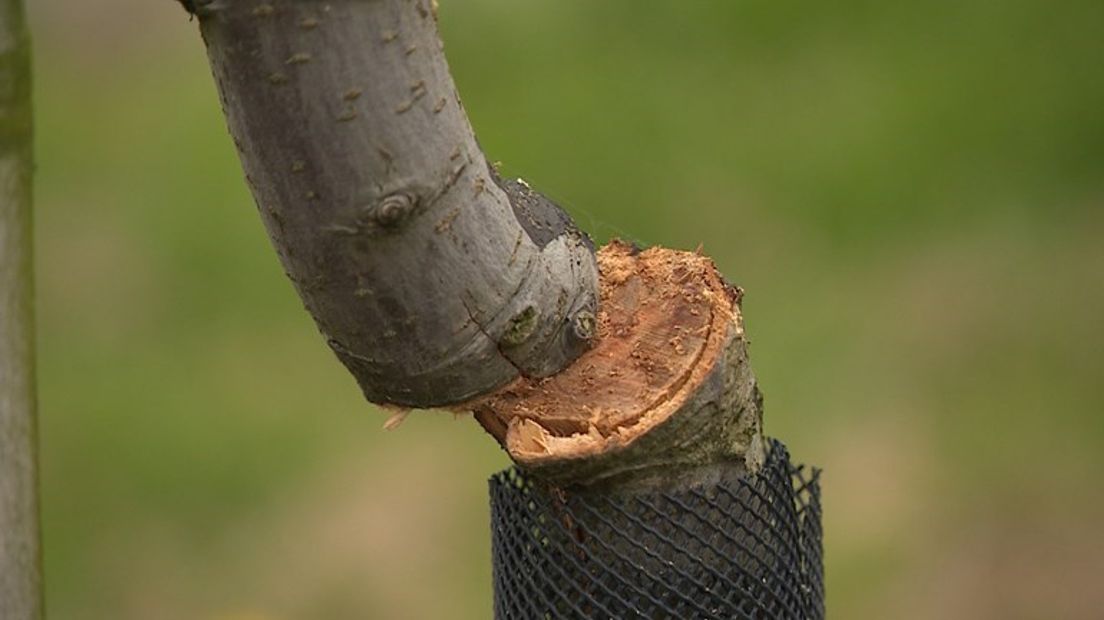 Archieffoto Omroep Gelderland