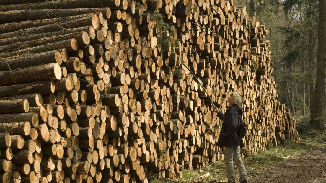 Boomkap in het Loobos op de Veluwe.