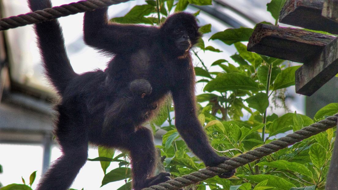 De moeder met het babyslingeraapje (Rechten: Wildlands Adventure Zoo)