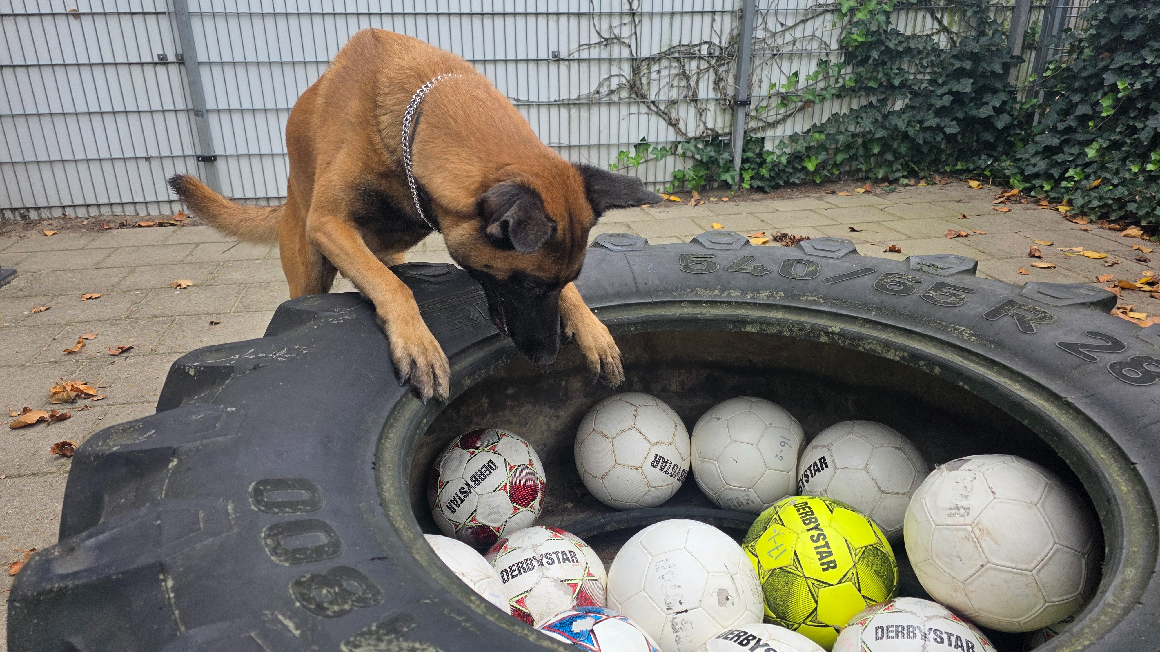Hond Chaos bekijkt de buit afkomstig van voetbalvereniging Hekelingen