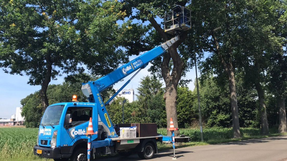 Bestrijders zijn druk in de weer om alle nesten in de eikenbomen te verwijderen (Rechten: Josien Feitsma/RTV Drenthe)