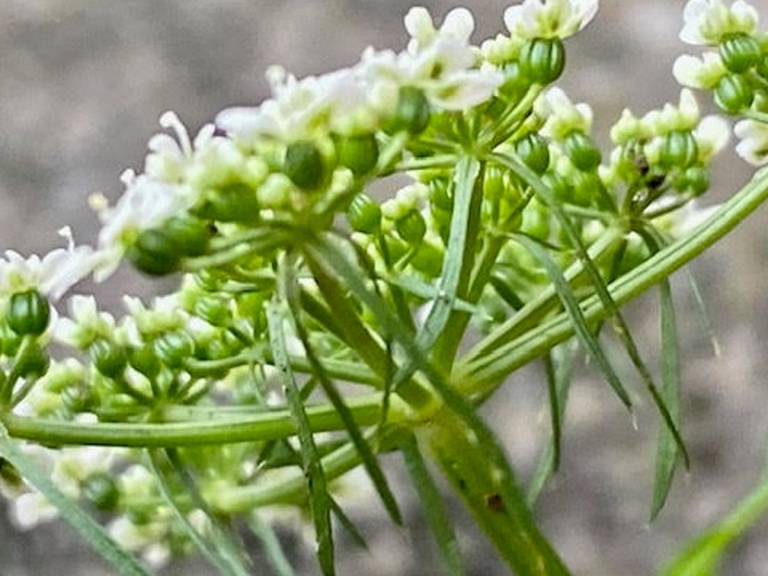 Hondspeterselie in de Botanische Tuin Afrikaanderwijk in Rotterdam-Zuid