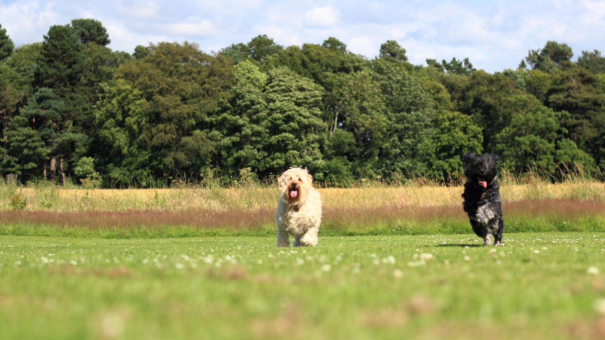 Vrouw verwaarloost twintig honden: 'Ik zat in een moeilijke periode'
