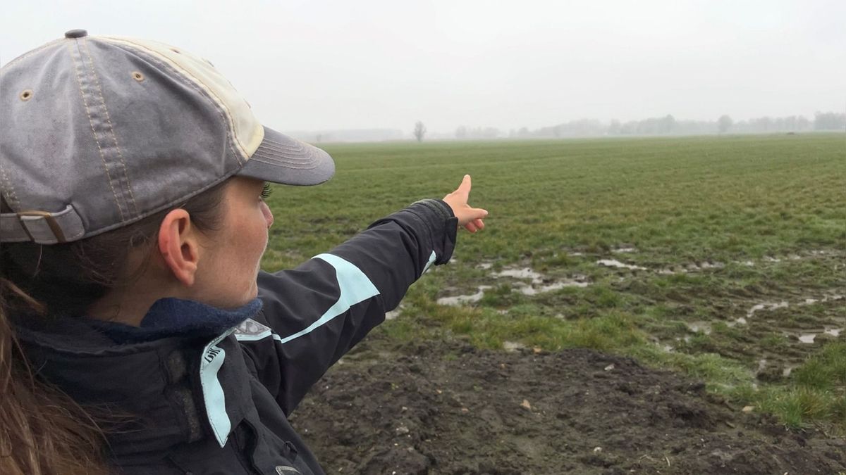 Het zoeken naar kievietseieren is voorbij, nu begint de nazorg