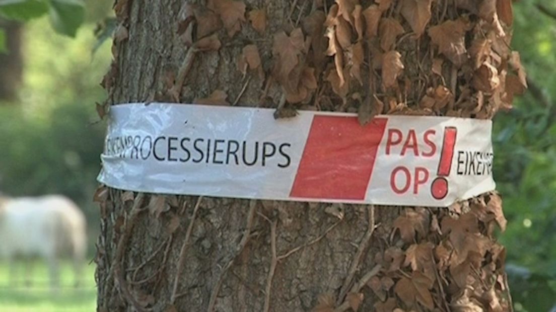 Eikenprocessierups