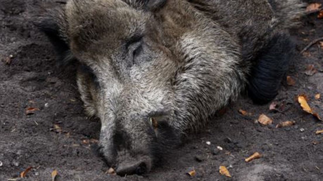 Thieme vraagt Dijksma inzicht in psyche wild zwijn