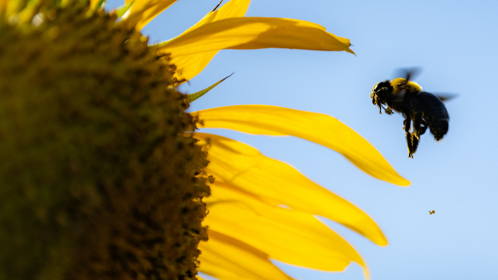 Voor honingbijen is het lastig als de zon schijnt maar minder bloemen bloeien