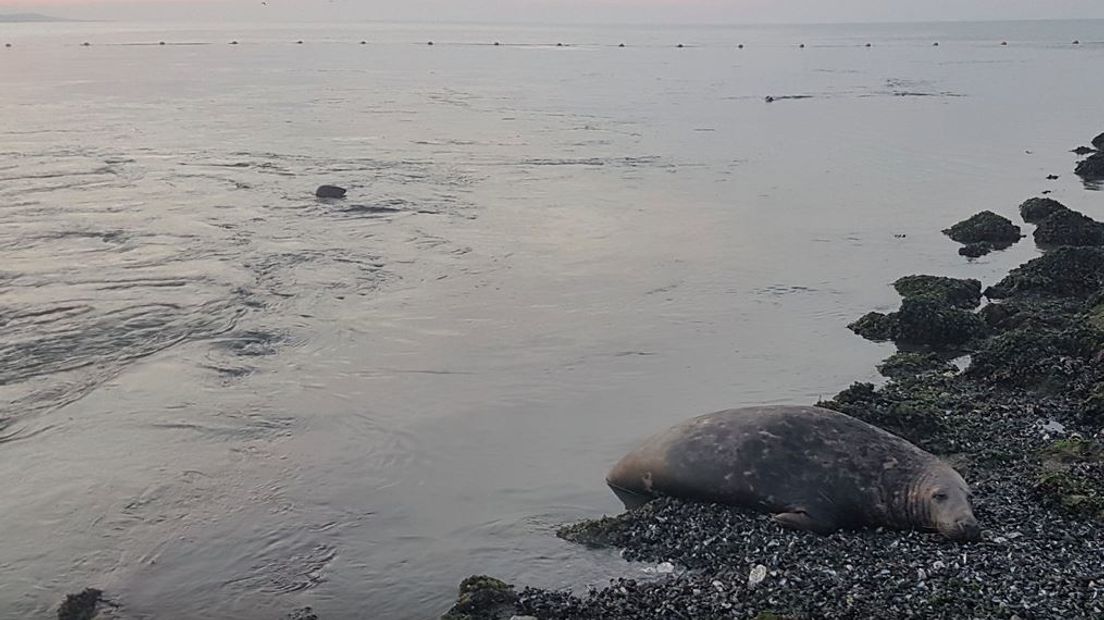 Stervende zeehond