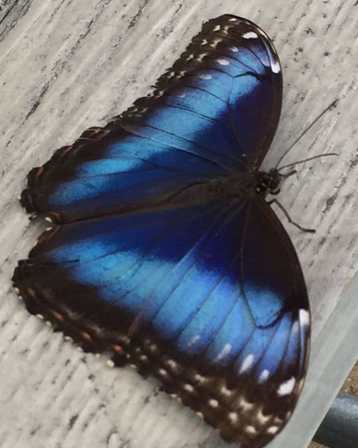 een elegant blauw en zwart vlinder logo, symboliseert transformatie, schoonheid, en vrijheid 49456759 Vectorkunst bij Vecteezy