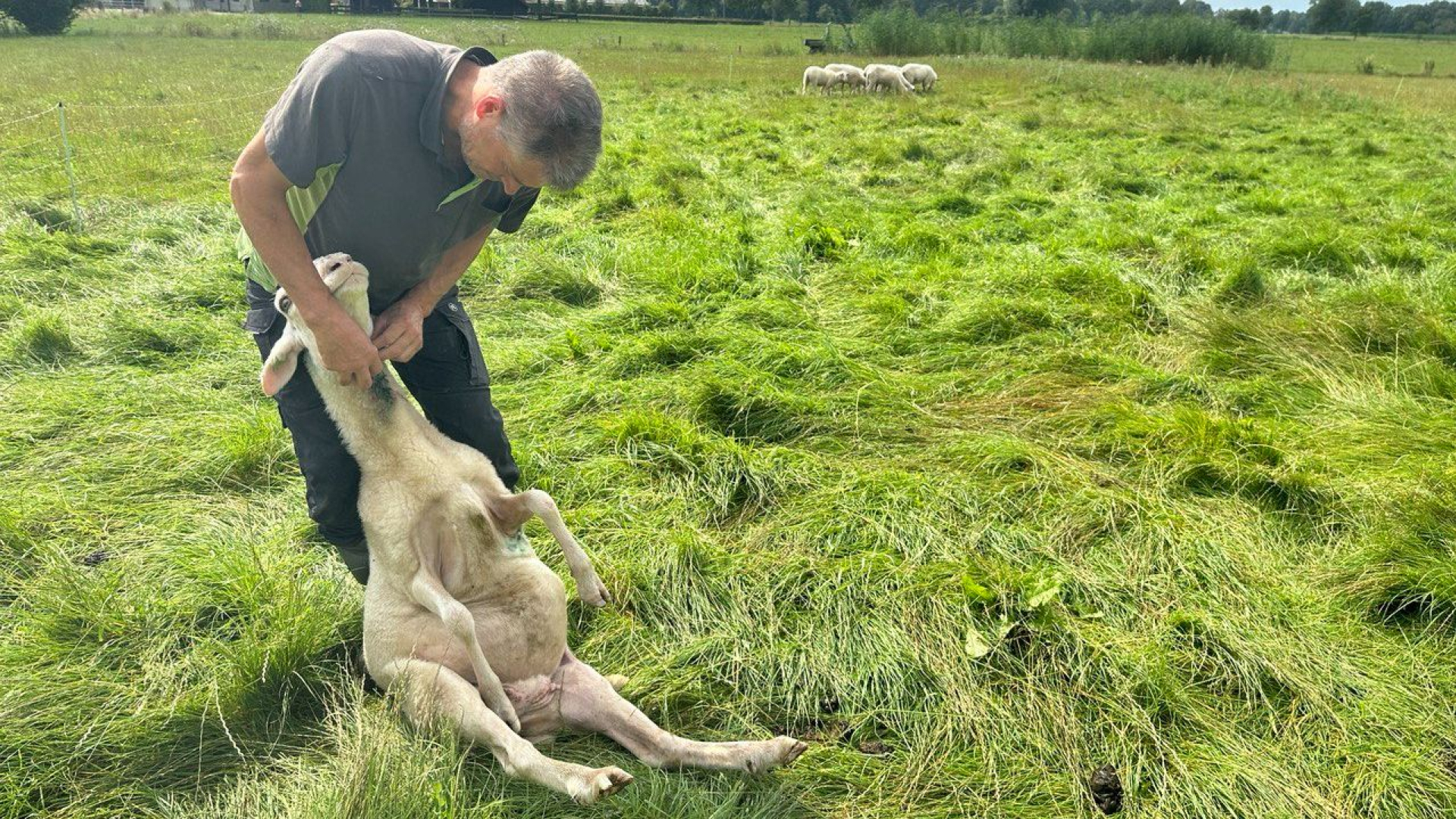 Mogelijk grootste wolvenaanval in Nederland: 'Een groot slagveld'