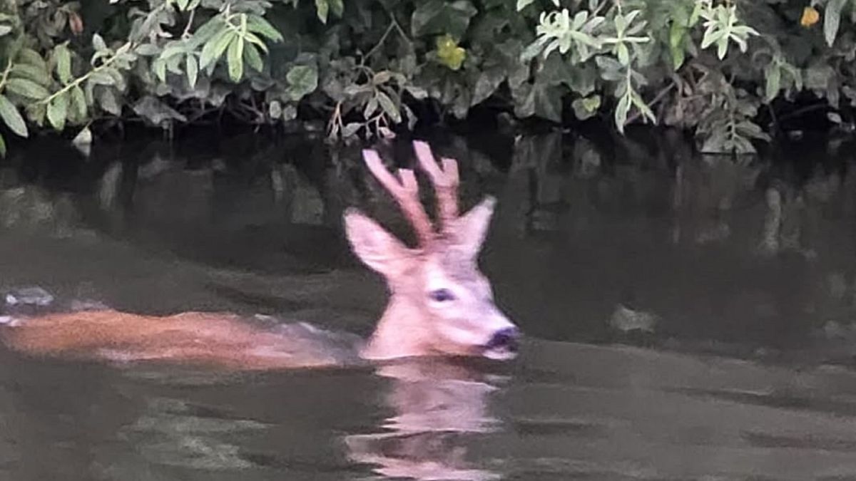 Reebok uit vaart Nijhuizum gehaald | Jongeren bekeurd in vervallen hotel Drachten