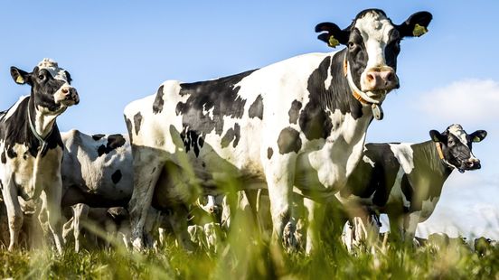 Kabinet en provincie weer volledig op ramkoers rondom stikstofbeleid