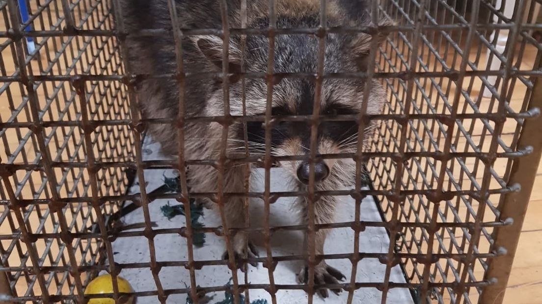 Medewerkers van de Dierenambulance Zuidoost-Drenthe hebben de wasbeer gevangen (Rechten: Dierenambulance Zuidoost-Drenthe)