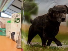 Dierenasiel Harmelen maakt boodschappentas van voerzak om geld op te halen: ‘Krijgen net als de dieren een tweede leven’