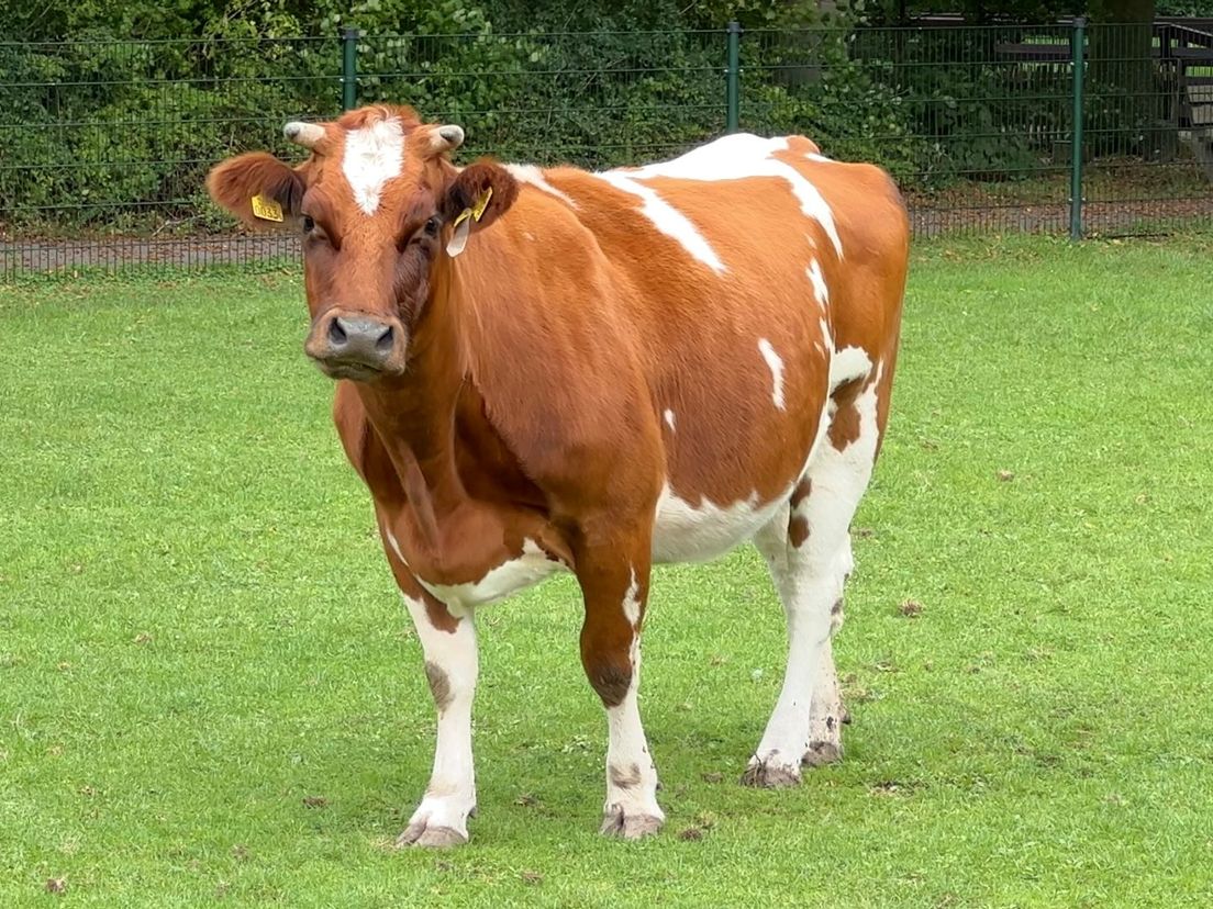 Koe Baukje was maandagavond luid aan het loeien