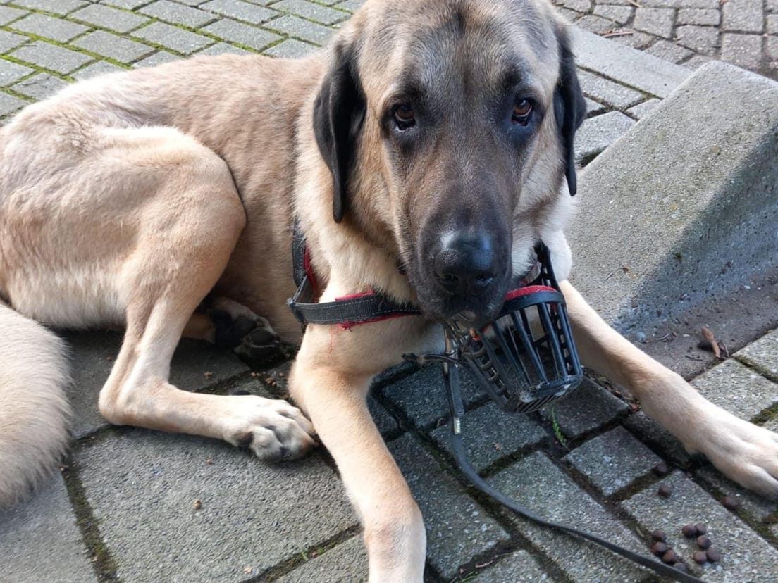 De hond, een Anatolische herder reu, toen hij werd aangetroffen in Schiedam.