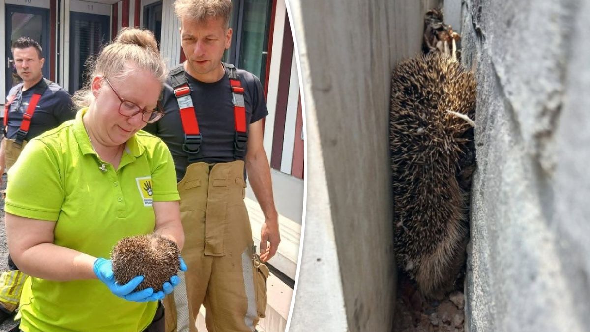 Zwaar redgereedschap voor kleine stekelbol: egeltje Klem bevrijd in Enschede