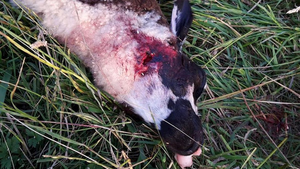 Wolven in Nederland over dode schapen Lierderholthuis: 'Geen typische wolvenbeet'