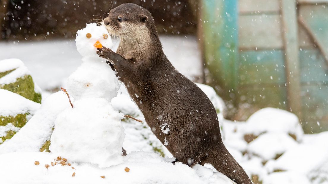 Otter met sneeuwpop in Dierenpark Amersfoort