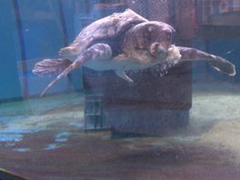 'Zeeuwse' dikkopschildpad Blitzen overleeft tragisch ongeluk in Blijdorp niet