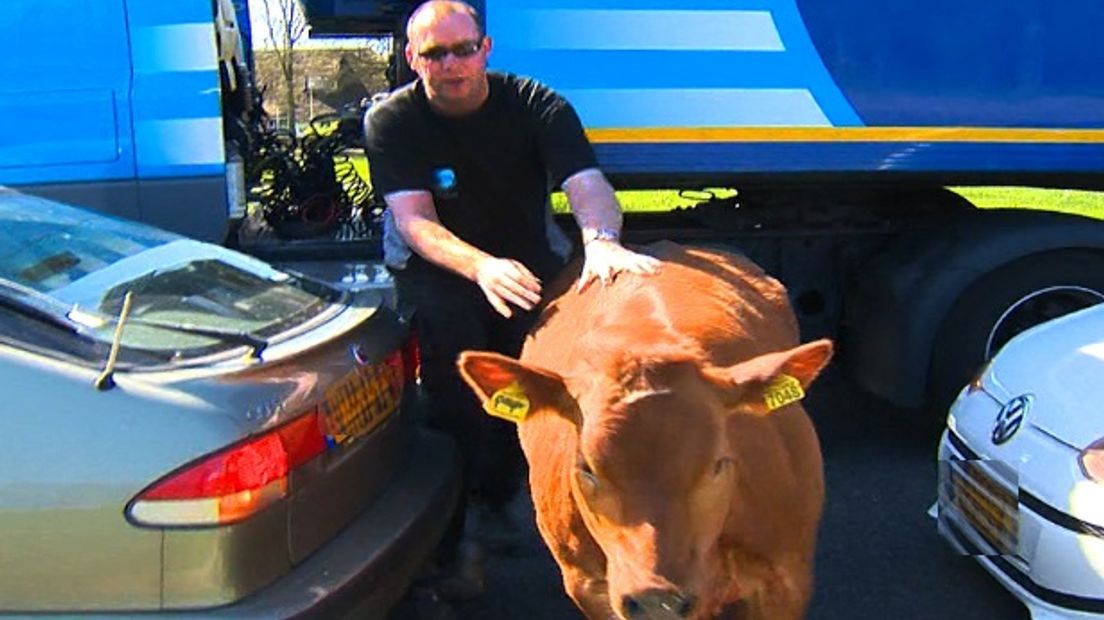 Koe rent op de snelweg