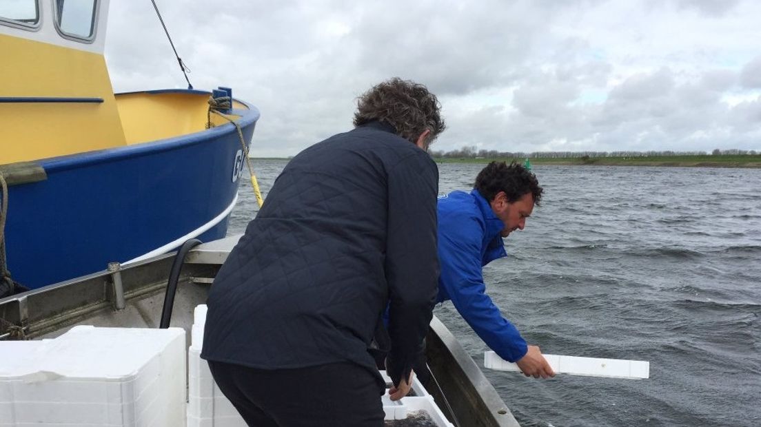 Honderdduizenden glasaaltjes uitgezet in Veerse Meer (video)