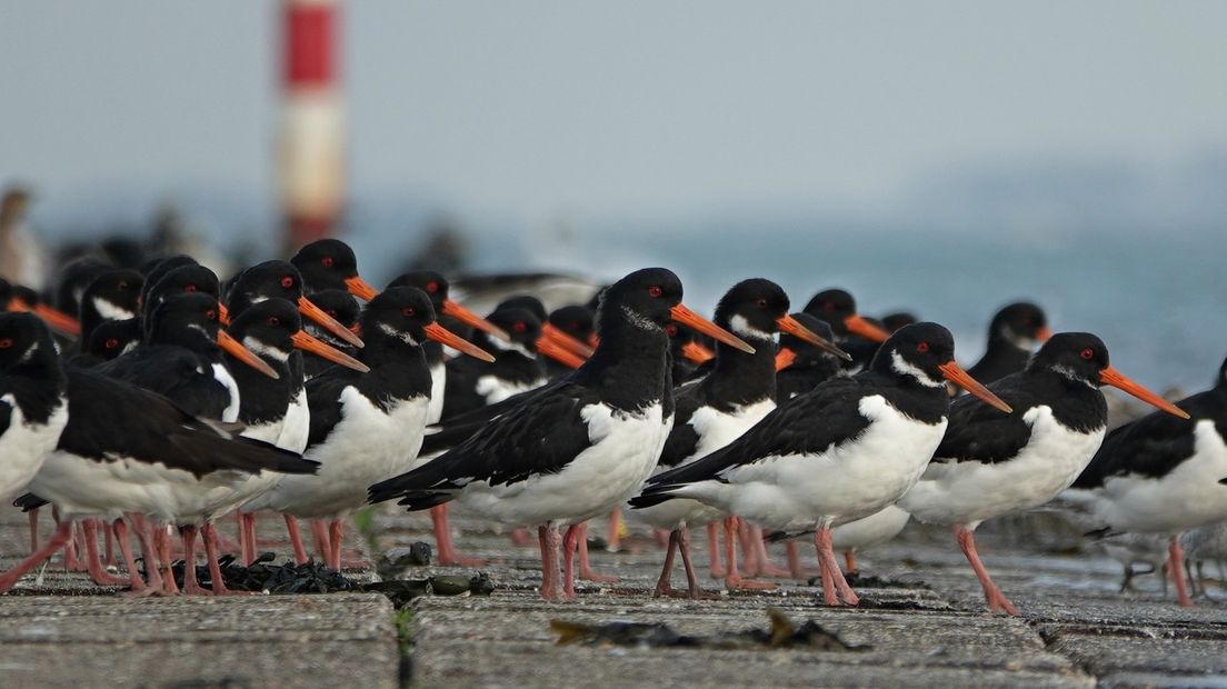 Scholeksters aan de Oosterschelde