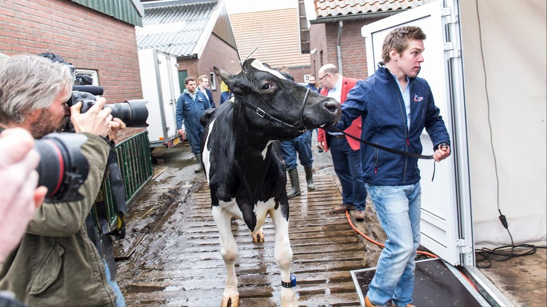 Koe Big Boukje 192 uit Geesteren gehuldigd om 200.000 liter melk